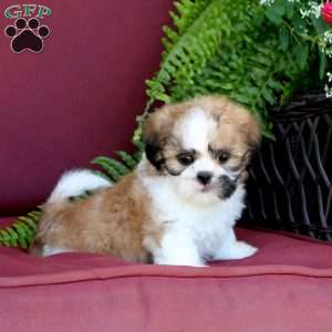 Archie, Shih Tzu Puppy
